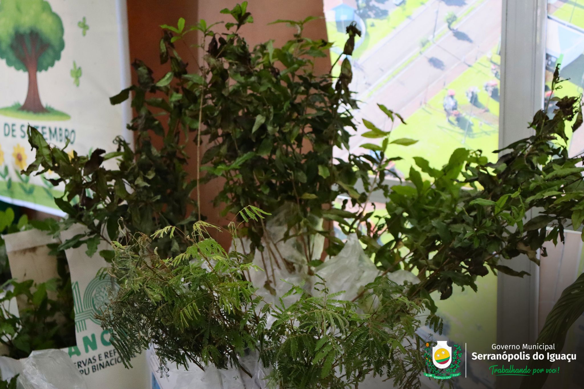 Dia da Árvore é marcado com distribuição gratuita de mudas em Serranópolis do Iguaçu Dia da Árvore é marcado com distribuição gratuita de mudas em Serranópolis do Iguaçu